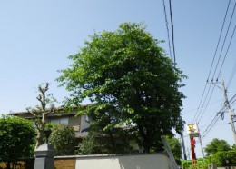 IMGP0012